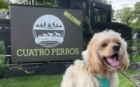 foremost container campsite cuatro perros pet friendly campgrounds 1